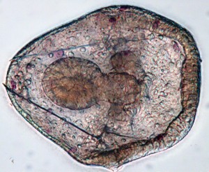 sea urchin larvae  at prism stage with skeleton and calcifying cells