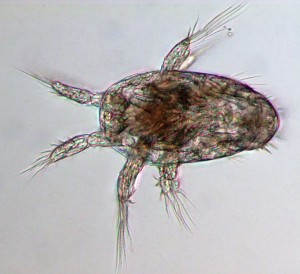 20130512_Copepod_SamDupont_GU