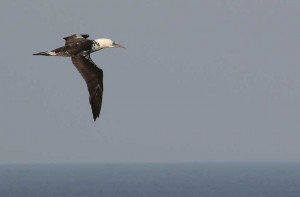 Gannet(22-10-13)_72dpi