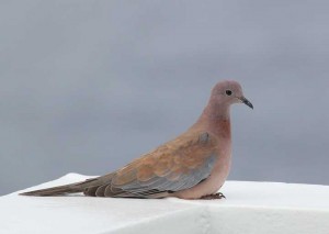 Laughing_Dove(2-10-13)_72dpi