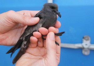 Leach's_Petrel(7-10-13)_72dpi