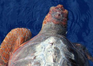 Loggerhead_Turtle(19-10-13)_72dpi