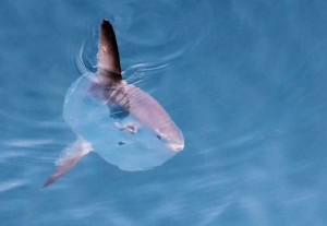 Ocean_Sunfish(22-10-13)_72dpi