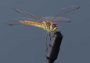 Red-veined_Darter(19-10-13)_72dpi