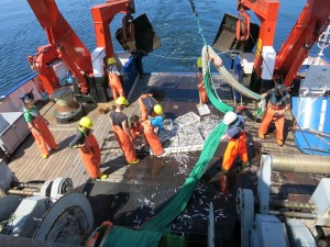 Die Fische werden aus dem Netz in ihre Boxen verteilt. Foto: Sophia Wagner