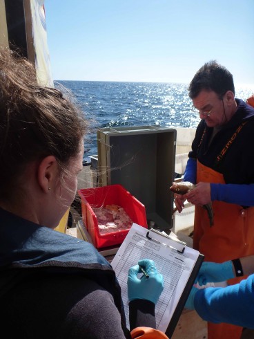 Taking cod measurements and samples. Photo: Jan Dierking
