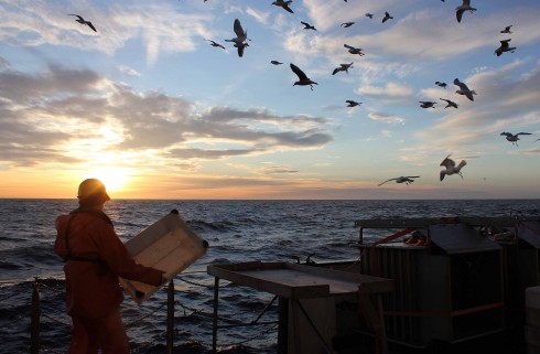 Sea gulls pick up the discards. Photo: Gor Margayan