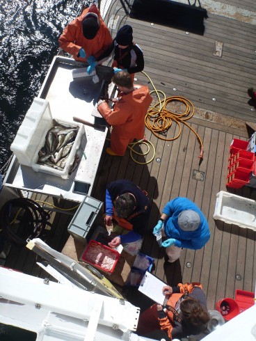 All hands at work. Measuring and taking smaples of cod, one of the key species both from a commercial and ecological perspective, and a key target species of our cruises scientifically. Fish are measured, and gonad and stomach samples (bottom group), and tissue and otolith samples (top group) are taken for further ecological, and genetic analyses. Photo: Jan Dierking