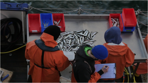 Die Heringe werden in verschiedene Größenklassen sortiert, danach werden die Mägen entnommen und  der Reifezustand der Gonaden bestimmt. (Foto: Gor Margayan)