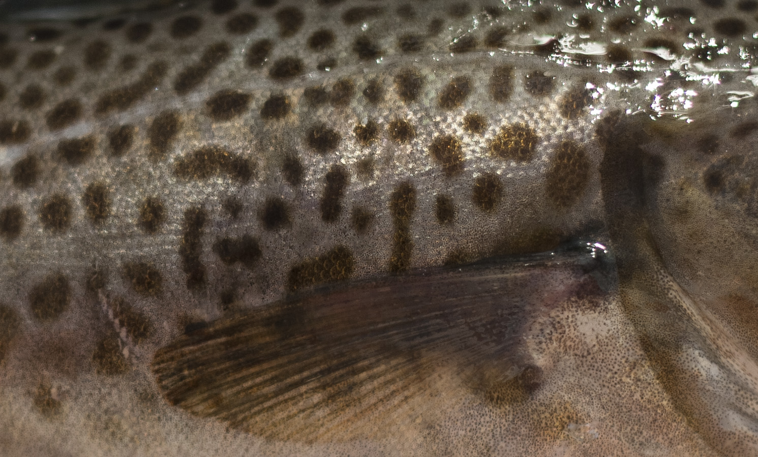 King cod! Integrative Baltic Time Series Analysis with RV ALKOR