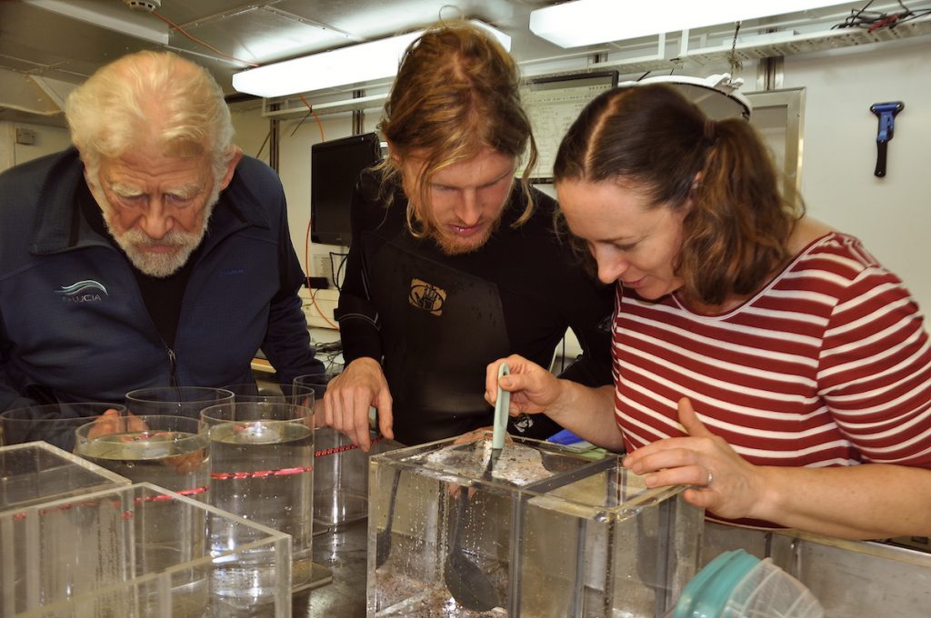 Im Labor werden die Hyperiiden Amphipoden untersucht / The Hyperiid amphipods are sampled in the lab. Photo: Karen Hissmann / JAGO-Team