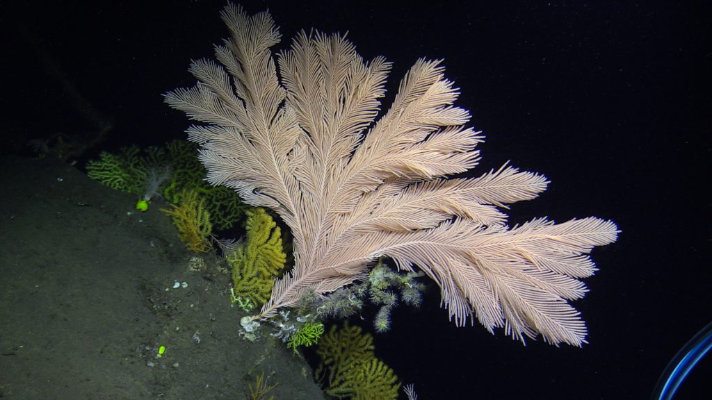 Deep water fauna around Cape Verde island. Photo: JAGO-Team GEOMAR