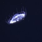 A fragile jellyfish drifting in deep water. Eine in der tiefen Wassersäule driftende Qualle. Foto JAGO-Team / GEOMAR