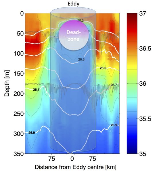 Die Grafik zeigt einen Schnitt durch einen am CVOO beobachteten Wirbel (Eddy). Die unterschiedlichen Farben geben den Salzgehalt des Wassers an. Da das Wasser im Inneren des Wirbels von der afrikanischen Küste stammt, ist es deutlich weniger salzhaltig als das umgebende Ozeanwasser. Die Zone mit extrem geringem Sauerstoffgehalt ("dead-zone") entwickelt sich im Zentrum des Eddys in etwa 20 bis 100 Metern Wassertiefe / his plot shows a salinity section of the upper 350 metres of sea water observed across an eddy passing through the Cape Verde Ocean Observatory mooring. As the water in the eddy originates from the African Coast it is much lower in salinity than the surrounding water. Graphic: J. Karstensen, GEOMAR