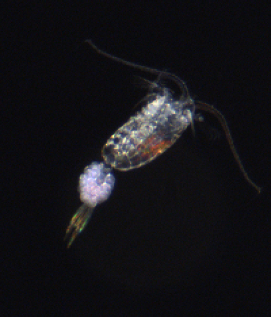 Ruderfußkrebs mit Eibeutel. / Copepod with eggsac. Photo: HZG