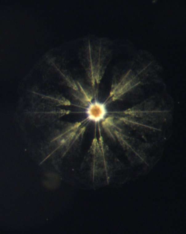 Strahlentierchen. / Radiolarian. Photo: HZG