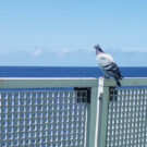 Pigeon on the railing, ocean in the background