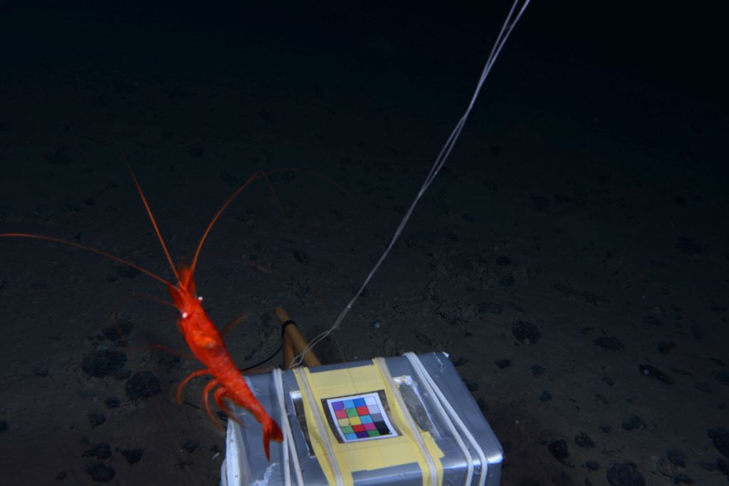 Tiefseegarnele vor dem DOS-Lander / Deep-sea shrimp in front of the DOS-Lander. Photo: DOS-Lander