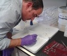 Here you can see Alastair sorting Amphipods.