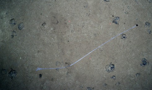 Fig. 4 LongWorm