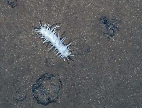 White holothurian (Oneirophanta mutabilis unconfirmed) in an undisturbed region of the DISCOL area. Manganese nodules also visible in the image. PHOTO: AWI