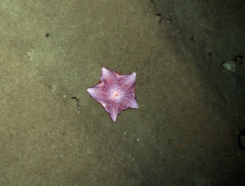 Asteroidea within the ploughed central area of the DISCOL region. PHOTO: AWI