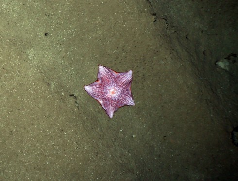 Asteroidea within the ploughed central area of the DISCOL region. PHOTO: AWI