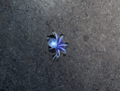 Small octopus within a plough track. PHOTO: AWI