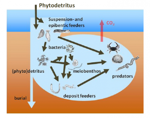Fig. 1. Who eats whom? This cartoon shows the web of interactions between organisms living in and on the seafloor. In our experiments we are studying exactly these interactions after injection of our spe-cially grown algae. (Dick van Oeveeln