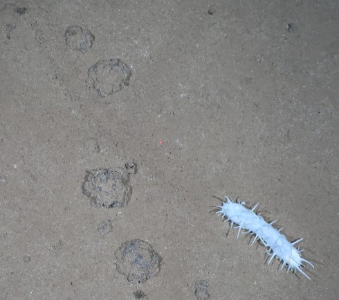 Solution 1: This is the trail of the spiky Deimatidae holothurians… in the area of DISCOL we have seen two morphotypes – long holothurians with quite short spikes, as shown here, and other holothurians shorter in length but with much longer spikes. The spikes are fleshy, rather than hard, and leave distinct pockmarks in the sediment alongside the main trail left by the body of the animal. IMAGE: OFOS AWI