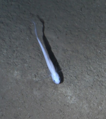 Photo of one of the various deep sea fish we have spotted in the area, here swimming in a plough track. (Photo: Ofos; AWI)