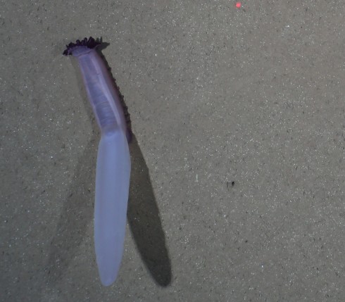 Photo of a holothurian – sea cucumber – with sail extended. (Photo: Ofos; AWI)