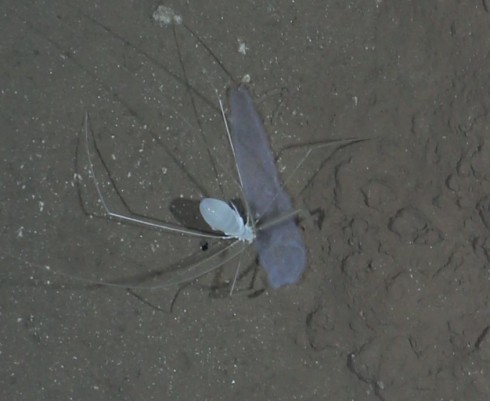 (Photo of large isopod (crustacean, distantly related to the sowbug, which lives in under stones - hear eating a dead ‘salp’, which has fallen from the surface waters to the seafloor after death… legs give the animal a size of 30cm!) (Photo: Ofos; AWI)