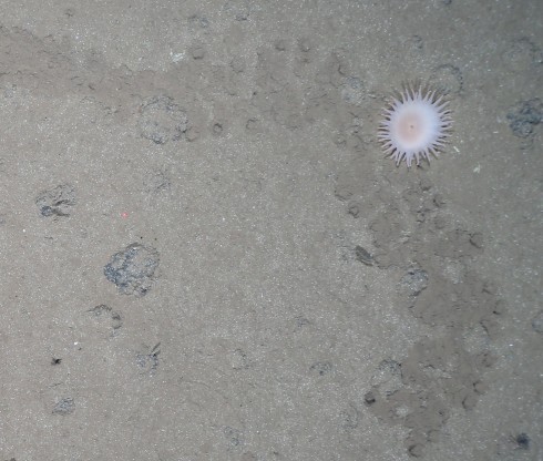 Solution 4: This unusual pattern left on the seafloor has been the subject of much debate on this cruise. Is perhaps this sea anemone the producer ? It is our ‘No 1 suspect’ at present… IMAGE: OFOS AWI