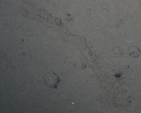 Solution 8: Possibly this long spined Plesiodiadema urchin is responsible for this unusual trace… perhaps feeding on sediment then rolling to feed again on the sediment? We have spotted this anemone several times with the trace, but have not actually seen it moving…yet. IMAGE: OFOS AWI