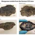 Manganknollen aus dem deutschen Lizenzgebiet in der CCZ. (Abb 1)