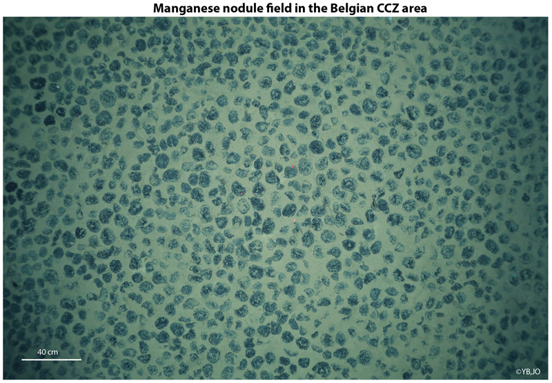 Manganese nodules in the Belgian CCZ