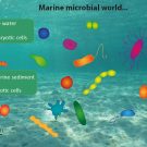 Microorganisms involve many species from different groups of small life forms: e.g. Bacteria, Archaea, Fungi, and also Viruses