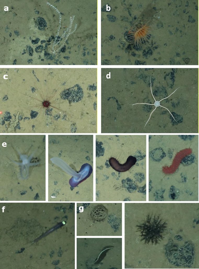 Fig 2. Selection of different animals observed in the German and Belgian license areas in the Clarion-Clipperton Fracture Zone. a) Coral (Alcyonacea) b) Anemone (Actiniaria), c) Sea urchin (Echinoidea), d) brittle star (Ophiuroidea), e) four different species of sea cucumbers (Holothuroidea), f)  fish (Ipnops sp.), g) different Xenophyophores and nodules covered with Komokiaceans / Auswahl von verschiedenen Tieren aus der Clarion Clipperton Zone, beobachtet in der deutschen und belgischen Zone. a) Koralle (Alcyonacea) b) Anemone (Actiniaria), c) Seeigel (Echinoidea), d) Schlangenstern (Ophiuroidea), e) vier verschiedene Seegurken (Holothuroidea), f) Tiefseefisch (Ipnops sp.), g) verschiedene Xenophyophora sowie Knollen, die mit mit Komokiacea bewachsen sind
