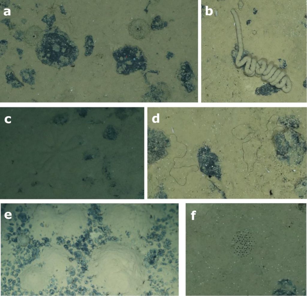 Fig 3. Examples of life tracks observed in the German and Belgian license areas in the Clarion-Clipperton Fracture Zone. With exception of sea cucumber poo (b), it remains unclear who’s the committers of the remaining tracks and burrows / Beispiele für Lebensspuren auf dem Meeresboden in der Clarion Clipperton Zone im deutschen und belgischen Gebiet. Außer dem Seegurkenhaufen (b) sind die Urheber der übrigen Spuren nicht ganz klar.