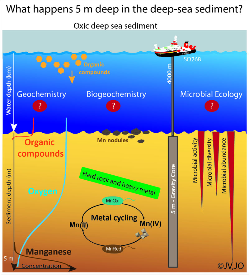 What happens 5 m deep in the deep-sea sediment? / Was passiert 5 m tief im Sediment der Tiefsee? Graphic: Jessica Volz, Julia Otte