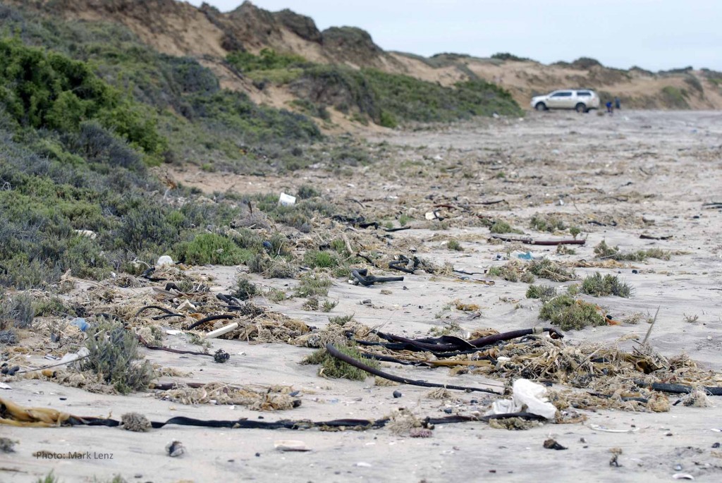A driftline near Henties Bay. Among the marine debris, plastic can be found - but is not particularly abundant.