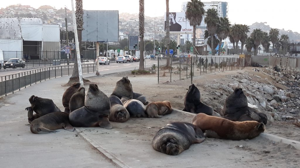 Sea Lions (Otaria flavescens) chilling in the streets of Coquimbo. They don't mind, if you cross by very close (Photo: Jonas Barkhau)