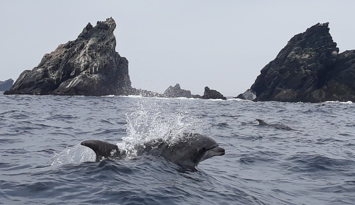 Bottlenose dolphins (Turopsis truncates), the neighbors of our "Semis" in Punta de Choros (Photo: Jonas Barkhau)