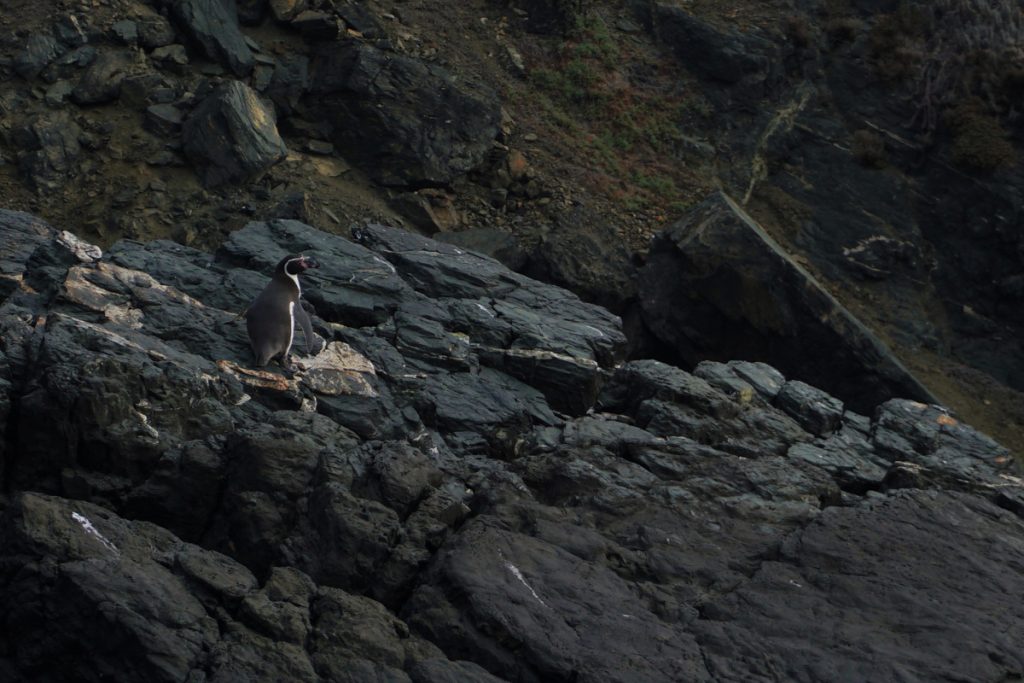 The famous Humboldt penguin (Spheniscus humboldti), another neighbor of our mussels (Photo: Jonas Barkhau)
