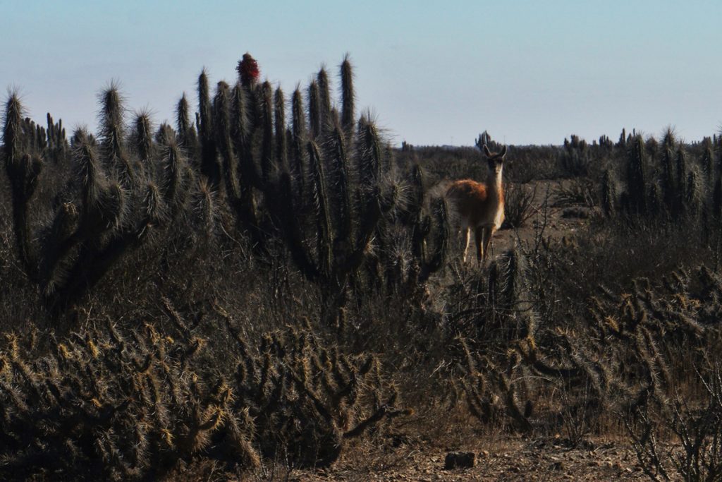 A guanaco (Lama guanicoe) hiding behind a cactus on our way to collect the mussels in Punta de Choros (Photo: Jonas Barkhau)