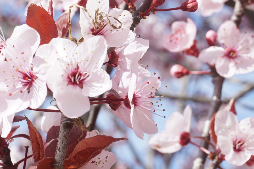 Figure 18: Spring time in Chile (Photo: Jonas Barkhau)