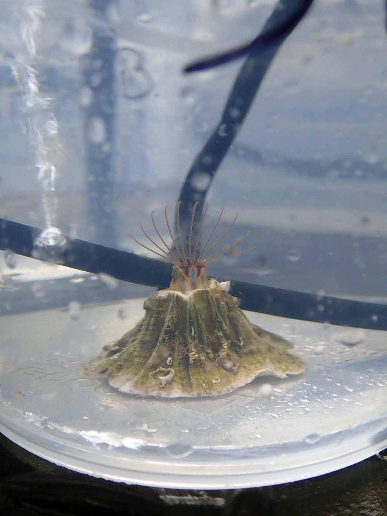 Megabalanus azoricus in one of our experimental plastic buckets