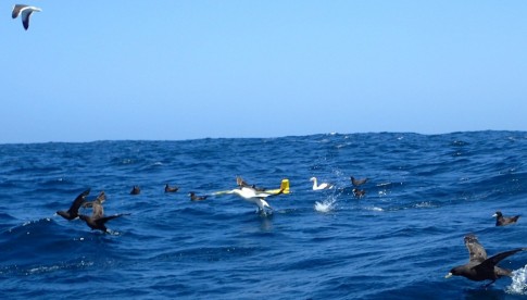 Einige Seevögel reiten auf dem Gleiter. [Photo by Patricia Handmann]