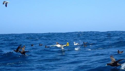Einige Seevögel reiten auf dem Gleiter. [Photo by Patricia Handmann]